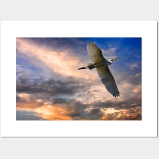 A White Egret Flies Off Under An Evening Sky Posters and Art